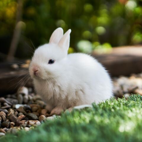 Κουνέλι σε χωράφι