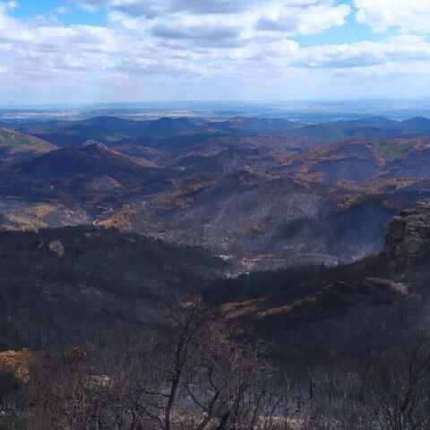 Αλεξανδρούπολη: Μελέτη αποκατάστασης των δασικών οικοσυστημάτων του Έβρου από το WWF Ελλάς - Τι προβλέπει ο οδικός χάρης της αναδάσωσης.