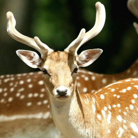 Πέντε πάρκα για τα ελάφια θα γίνουν στο νησί της Ρόδου