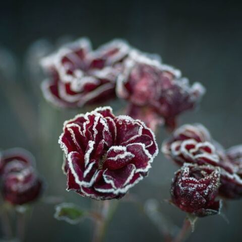 Εορτολόγιο: Σήμερα 29 Δεκεμβρίου 2024 γιορτάζει…