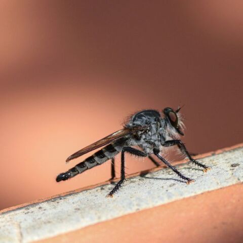 Ραγδαία εξάπλωση στην Ευρώπη για το κουνούπι τίγρης