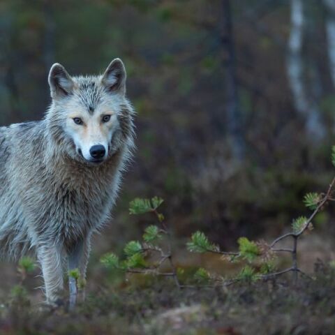 Πτολεμαΐδα: Λύκος έκανε βόλτες στο κέντρο της πόλης - Οδηγός ήρθε πρόσωπο με πρόσωπο με το ζώο