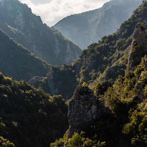 Βλάστηση στο φαράγγι του Ενιπέα