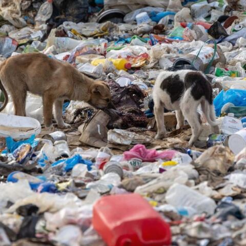 Πάνω από 500 σκυλιά ζουν στη χωματερή της Ξάνθης