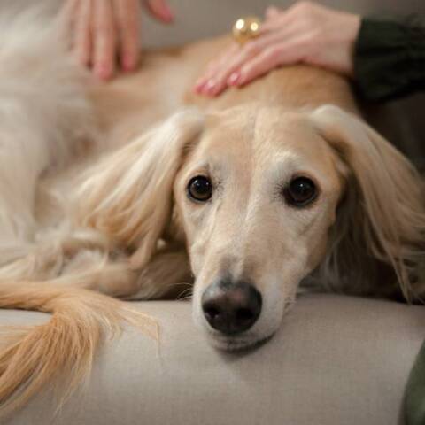 Οστεοαρθρίτιδα: Γιατί πονάει το κατοικίδιό μου;