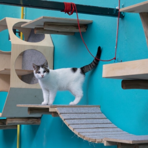 Πού θα πιεις καφέ συντροφιά με πάμπολλες γατούλες (που μπορείς και να υιοθετήσεις);