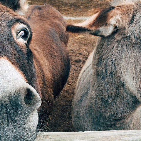 Λένε οι γάιδαροι τους γάιδαρους κεφάλες