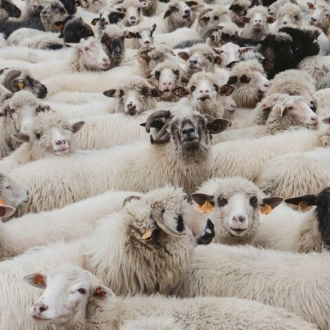 Αυστραλία: Αβοήθητο καράβι με επιβάτες 16000 πρόβατα και βοοειδή