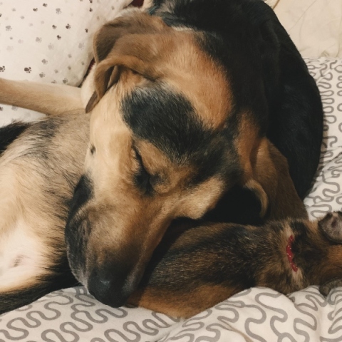 Είναι καλό να κοιμόμαστε με το κατοικίδιό μας; 