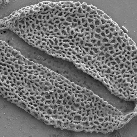 Ένα μόριο απολιθωμένης γύρης από φοίνικα που κάποτε φύτρωνε στην κοιλάδα Bighorn, όπως φαίνεται σε ηλεκτρονικό μικροσκόπιο