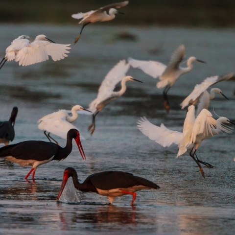 2 Φεβρουαρίου: Παγκόσμια Ημέρα Υγρoτόπων