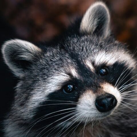 Καναδάς: Ρακούν προκάλεσε διακοπή ηλεκτροδρότησης στο Τορόντο - Εγκλωβίζοντας ανθρώπους σε ασανσέρ και αφήνοντας στο σκοτάδι χιλιάδες νοικοκυριά.