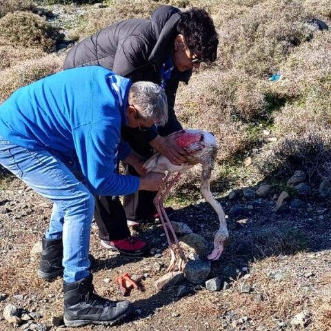 Μυτιλήνη: Οι πρόσκοποι έσωσαν φλαμίνγκο στους υγρότοπους της Λέσβου - Προσφέρθηκαν οι πρώτες βοήθειες και αναγκαία περίθαλψη.