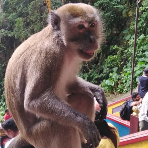 Μαλαισία: Κουάλα Λουμπούρ