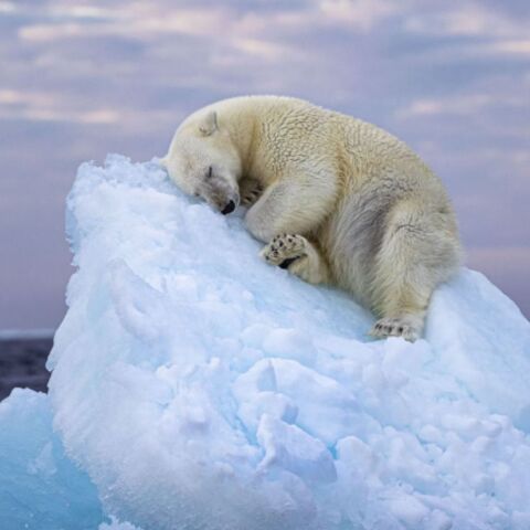 Oι καλύτερες φωτογραφίες άγριας ζωής για το 2023