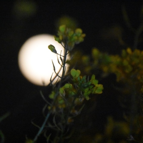 Πανσέληνος πίσω από φυτό