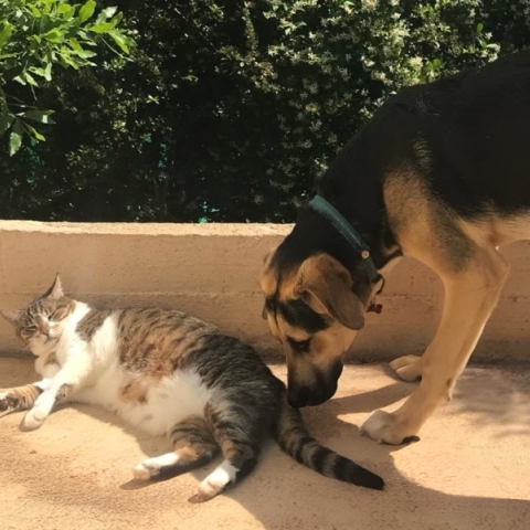 «Γατόσκυλο»: Είναι οι γάτες και οι σκύλοι αντίπαλοι;