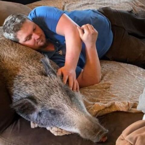 Βέλγιο: Ζευγάρι δέθηκε τόσο με έναν αγριόχοιρο, που τον έκανε κατοικίδιό του - Η διάσωση που εξελίχθηκε σε υιοθεσία.