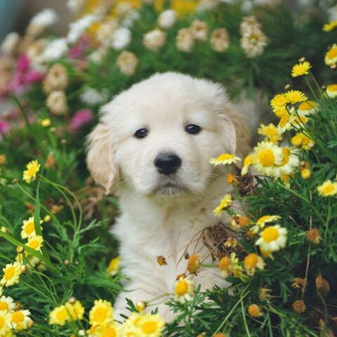 Θεσσαλονίκη: Δωρεάν πρόγραμμα ασφάλισης για υιοθεσίες αδέσποτων