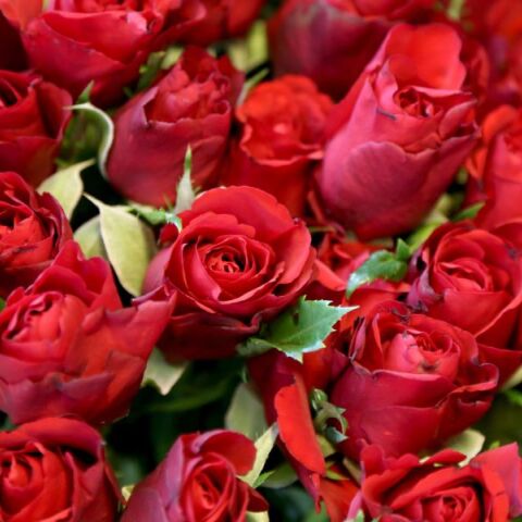 Θεσσαλονίκη: Περισσότερα από 300 χιλιάδες τριαντάφυλλα για την ημέρα του Αγίου Βαλεντίνου στα ανθοπωλεία της πόλης.