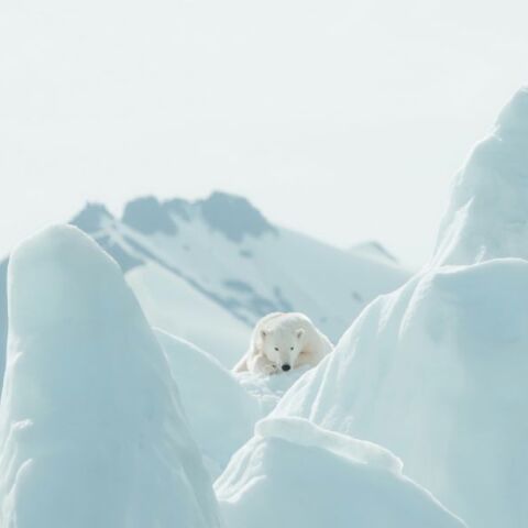 Γροιλανδία: Ο πάγος και αντικαθίσταται με βλάστηση - Υψηλός ο περιβαλλοντικός αντίκτυπος - Τα ευρήματα των επιστημόνων.