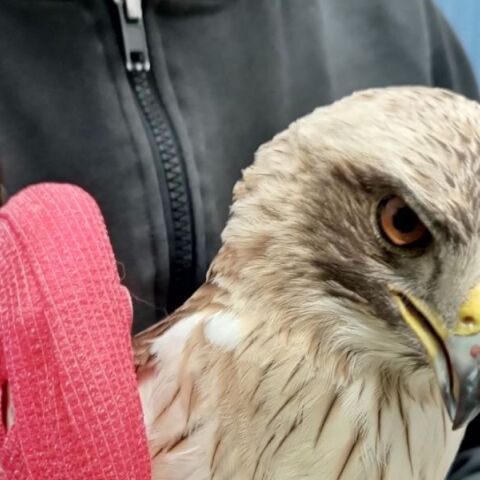 Κρήτη: Θύμα πυροβολισμών ο γερακαετός που φιλοξενείται στην ANIMA - Όπως έδειξε η ακτινογραφία του έχει δεχτεί σκάγια στο κεφάλι.