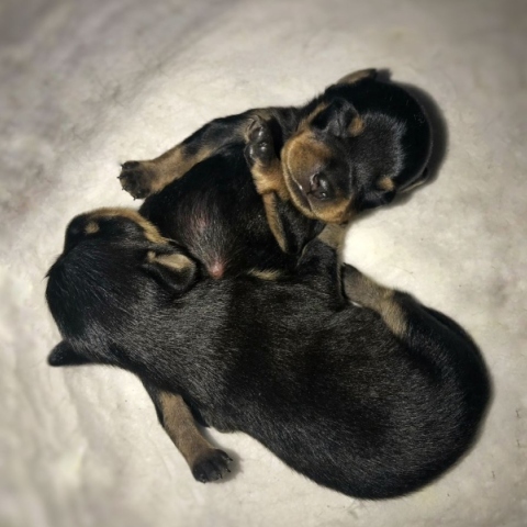 Γιατί είναι σημαντικό να θηλάσει ένα νεογέννητο ζώο;