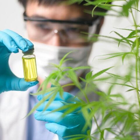 Άρχισε η συνταγογράφηση φαρμακευτικής κάνναβης στη χώρα μας και η διάθεσή της από τα φαρμακεία - Πού μπορούν να εφαρμοστούν οι θεραπείες.