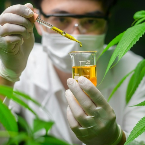 Άρχισε η συνταγογράφηση φαρμακευτικής κάνναβης στη χώρα μας και η διάθεσή της από τα φαρμακεία - Πού μπορούν να εφαρμοστούν οι θεραπείες.