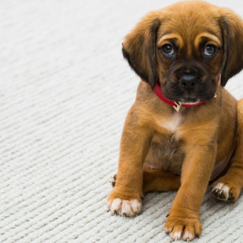 Γιατί πρέπει να εμβολιάσω το κατοικίδιο μου;