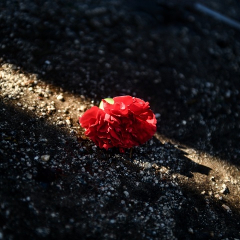 Γαρύφαλλο για την Εργατική Πρωτομαγιά