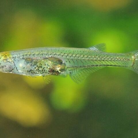 Το ψάρι Danionella cerebrum εξέπληξε τους επιστήμονες - Παράγει έναν ήχο δυσανάλογα ισχυρό σε σχέση με το μέγεθός του.