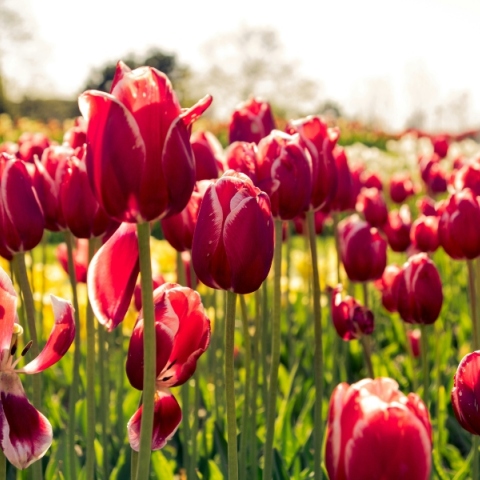 Εορτολόγιο: Σήμερα, 8 Μαρτίου, γιορτάζει…