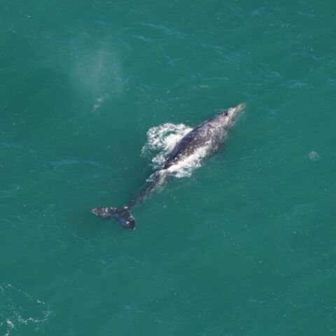 Ατλαντικός: «Απίστευτα σπάνια» γκρίζα φάλαινα εντοπίστηκε μετά από 200 χρόνια - Ο ρόλος της αύξησης της θερμοκρασίας του πλανήτη.