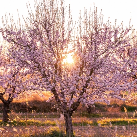 «Μυρίζει» Άνοιξη το Σάββατο 9 Μαρτίου