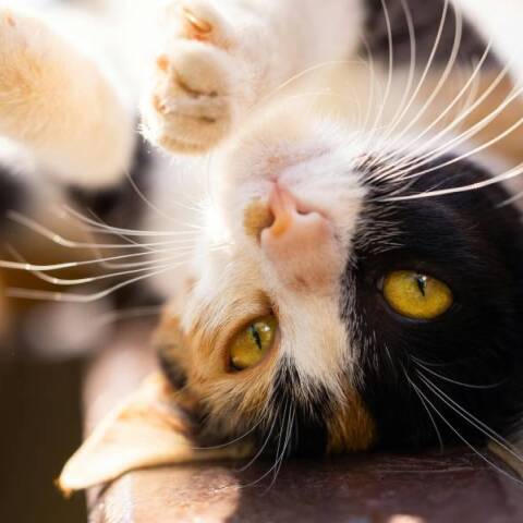 Πώς βλέπουν οι γάτες τον κόσμο;