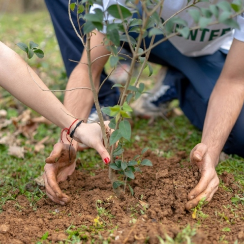 Oι δενδροφυτεύσεις του Δήμου Αθηναίων σε έναν διαδραστικό χάρτη