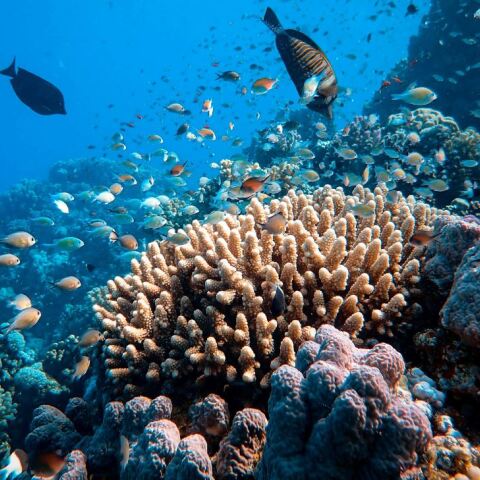 Πώς μπορούν υποβρύχια ηχεία να σώσουν τους κοραλλιογενείς υφάλους