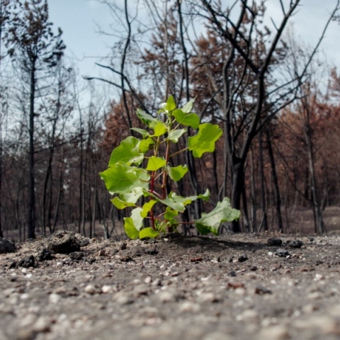 Έβρος – 17 μέρες μετά: Ο Σάκης Γιούμπασης μιλάει για το φιλμ που προβάλλεται στο 26ο Φεστιβάλ Ντοκιμαντέρ Θεσσαλονίκης