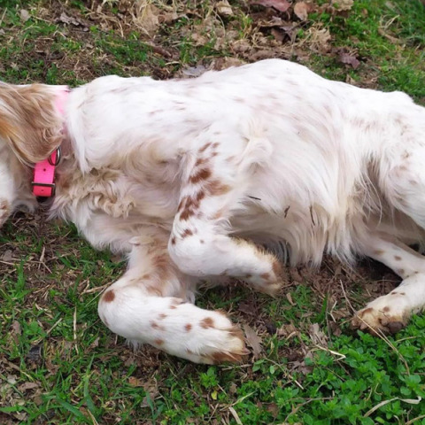 Animal’s voice: Πώς νιώθει ένας φρεσκοπαρατημένος σκύλος;