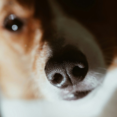 Το αποτύπωμα της μύτης του σκύλου μας θα μπορούσε να αντικαταστήσει τα μικροτσίπ;