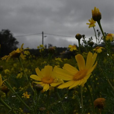 Πρόγνωση καιρού: Βροχές και καταιγίδες την Κυριακή 17 Μαρτίου - Σε φυσιολογικά για την εποχή επίπεδα η θερμοκρασία. 