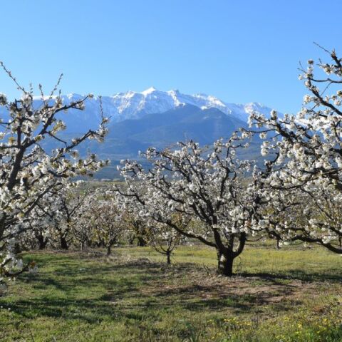 Κατερίνη: Ένα διήμερο γεμάτο με ανθισμένες κερασιές στην Πιερία με σκοπό την ανάπτυξη του αγροτοτουρισμού - Οι κερασώνες σε Κολινδρό και Ράχη.