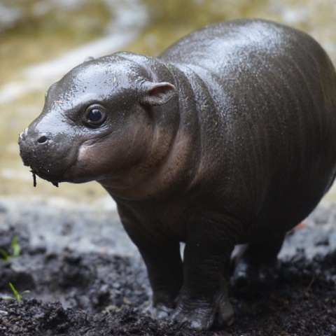 Πυγμαίος ιπποπόταμος