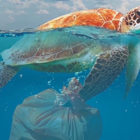 Τι κάνει η Ευρώπη για να πατάξει το περιβαλλοντικό έγκλημα;  