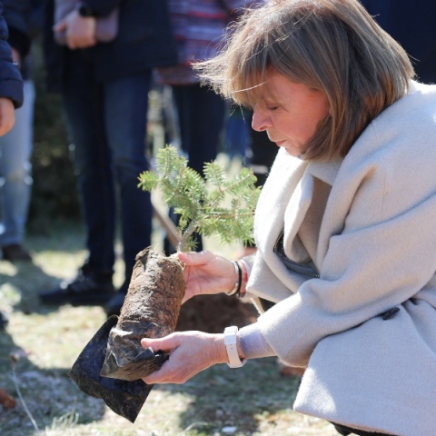 Σακελλαροπούλου: Δενδροφύτευση στην Πάρνηθα με 17 γυναίκες πρέσβεις