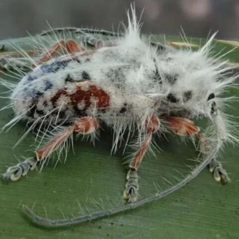 Αυστραλία: Ανακαλύφθηκε νέο είδος «πανκ» σκαθαριού - Δεν είχε βρεθεί όμοιό του - Οι όρθιες λευκές τρίχες του δίνουν όψη «μοϊκανού».