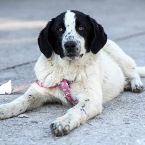Animal’s voice: Γιατί έχουν αυξηθεί οι εγκαταλείψεις σκύλων;