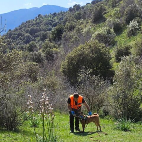 Θεσσαλία: Εντοπίστηκαν 195 δηλητηριασμένα δολώματα σε ορεινή περιοχή - Βρέθηκαν και νεκρά ζώα - Η ανακοίνωση του ΟΦΥΠΕΚΑ.
