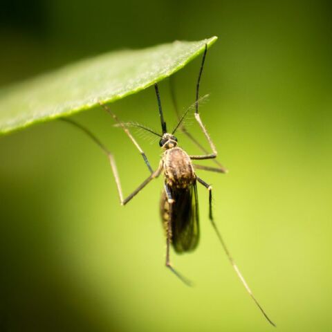 Υπουργείο Υγείας: Σχέδιο δράσης για τη λοίμωξη από τον ιό του Δυτικού Νείλου - Εγκύκλιος για τα προγράμματα ολοκληρωμένης διαχείρισης των κουνουπιών.